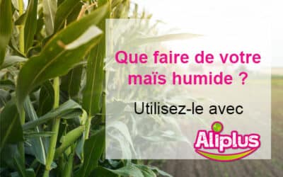 Gérer du maïs humide avec Aliplus : transformer l’humidité en avantage