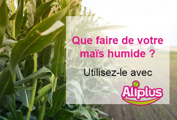 Gérer du maïs humide avec Aliplus : transformer l’humidité en avantage