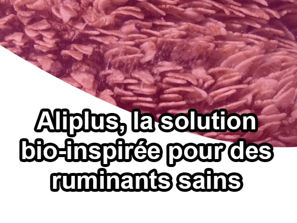 aliplus aliment complementaire ruminants