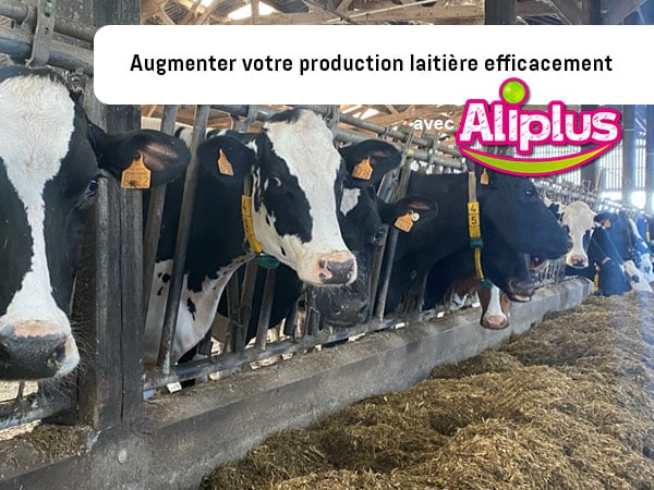 augmenter production vaches laitieres aliplus france aliplus