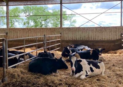 vache laitiere aliplus