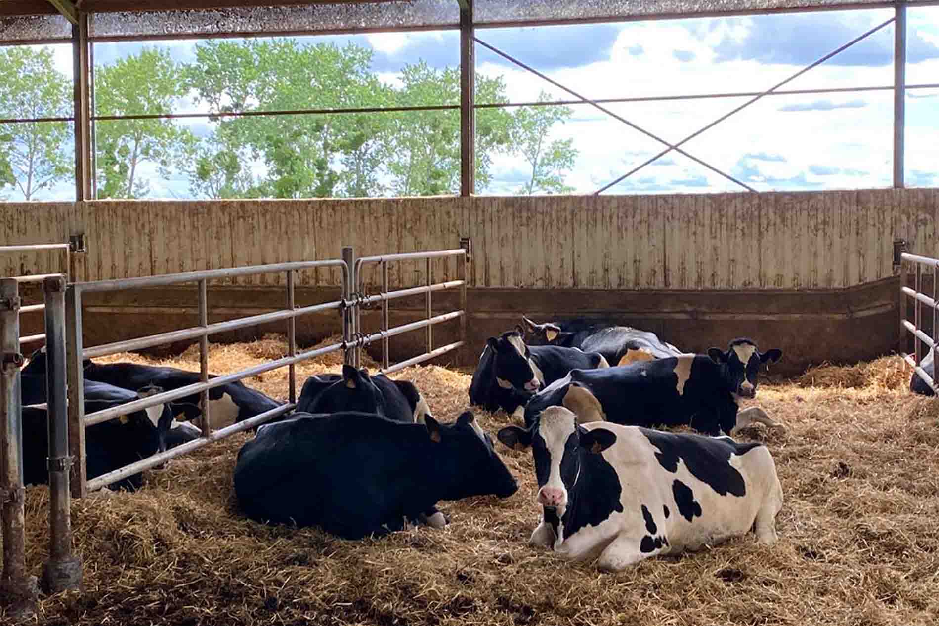 vache-laitiere-aliplus vache laitiere aliplus