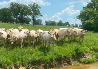 vaches charolaises aliplus