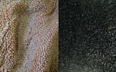Comprendre et supprimer l’acidose chez les bovins : vers un élevage plus sain et durable