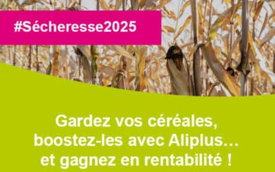Réduisez vos coûts : valorisez vos céréales avec Aliplus plutôt que d’acheter du maïs ensilage