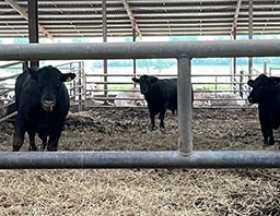 bete-calme-ferme-Michaud-delegation-Angus bete calme ferme michaud delegation angus