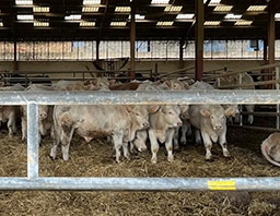 bete-calme-ferme-Michaud-delegation-Charolais bete calme ferme michaud delegation charolais