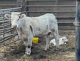 bete-calme-ferme-Michaud-delegation-velage bete calme ferme michaud delegation velage