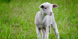 agneau france aliplus aliplantes