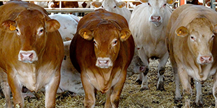 bovins eng aliplantes aliplus