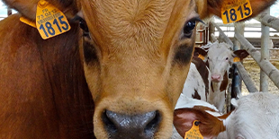 veau nourri aliplantes aliplus